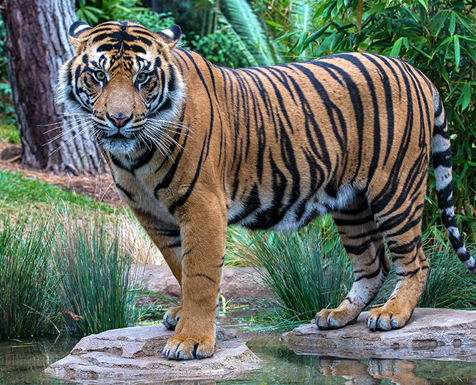 Tiger standing over a calm pond