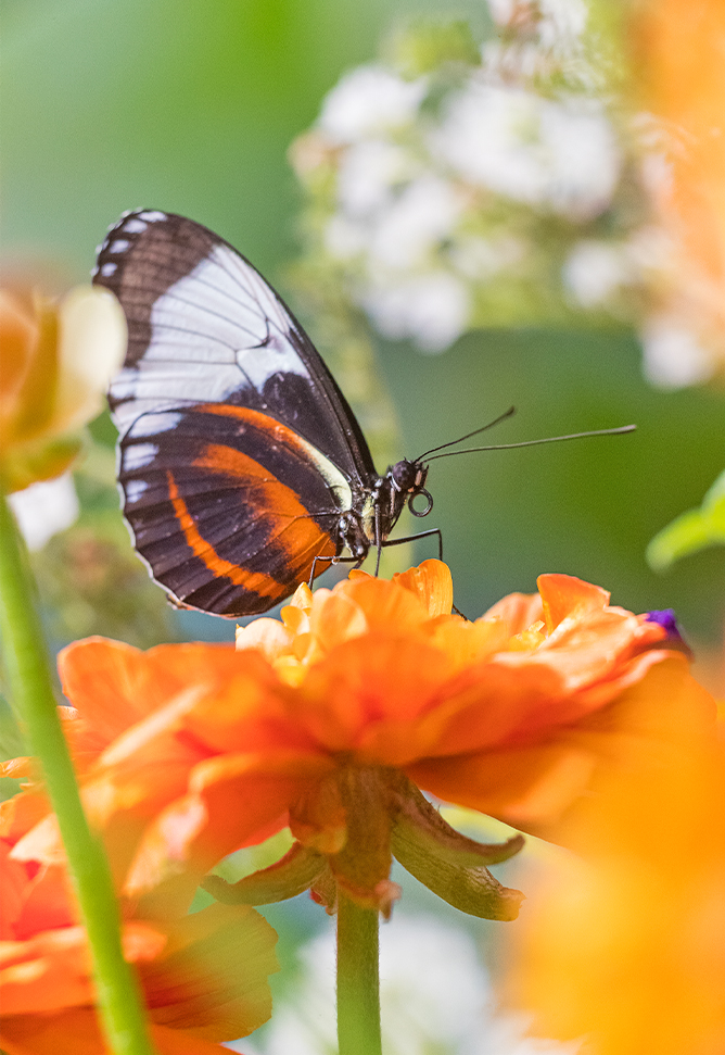 closeup image of an orange and black butterfly on an orange flower
