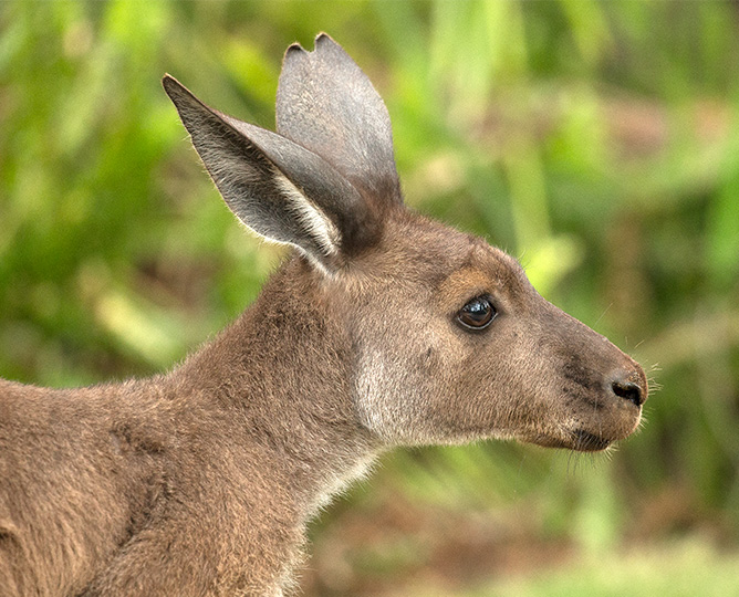 Photo of kangaroo face