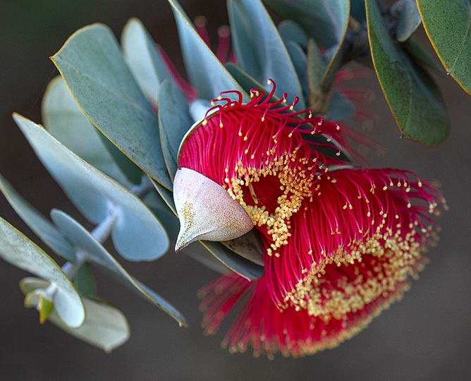 eucalyptus flower blooming