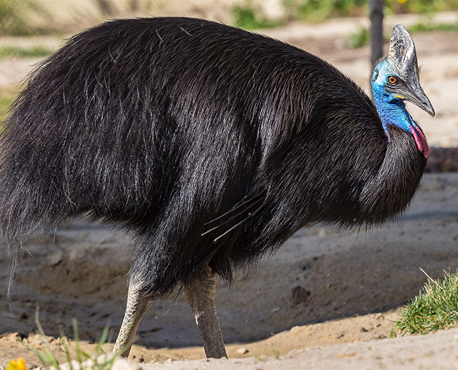a side view of a cassowary