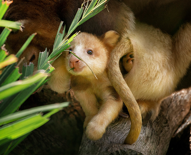 baby tree kangaroo in pouch