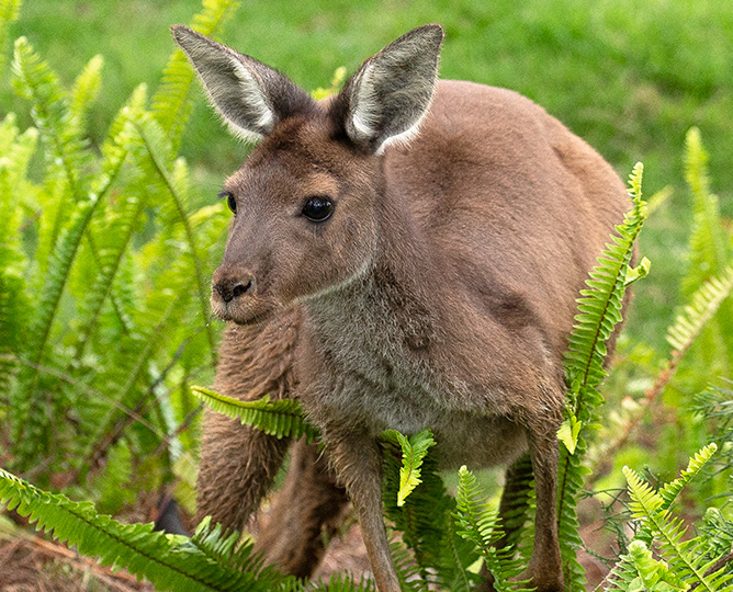 grey kangaroo in the ferns