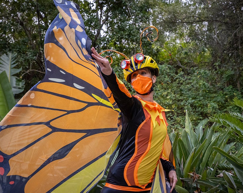 Butterflies & Dragonflies on a Roll