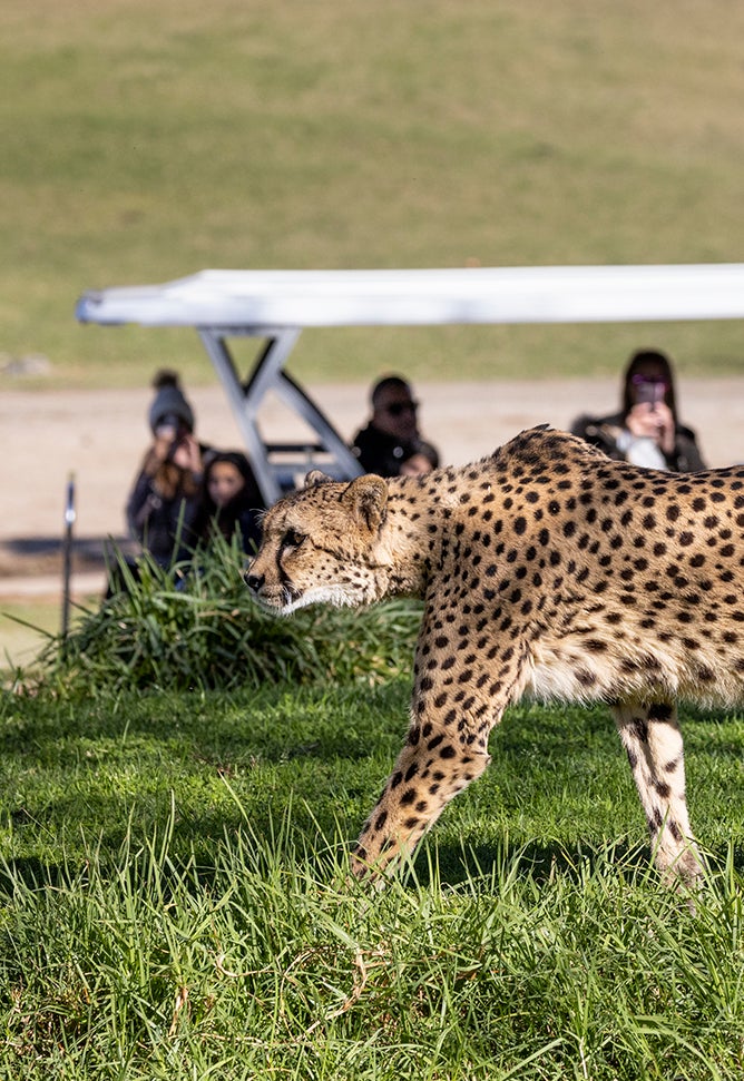 Deluxe BTS Sips Image