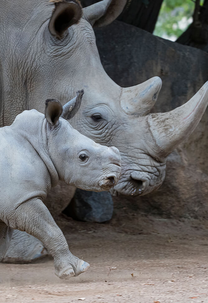 Southern white rhino mom & baby