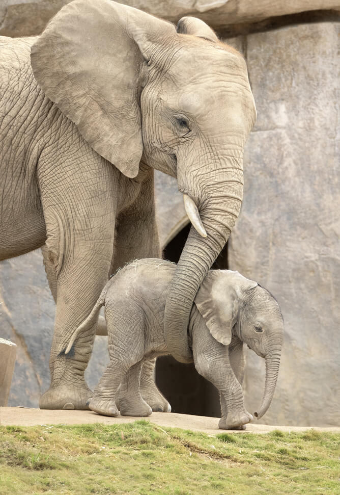 Elephant mom and baby