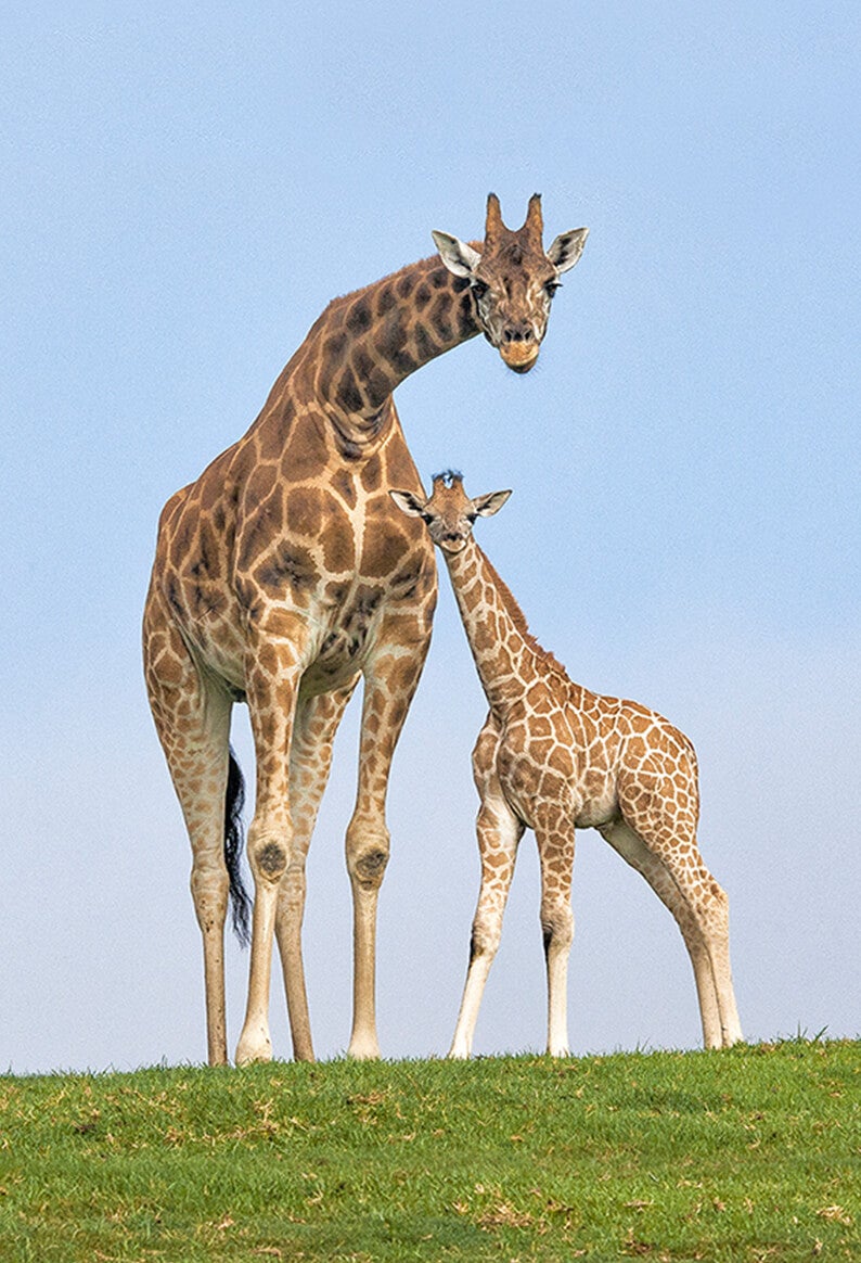 Mother giraffe and calf