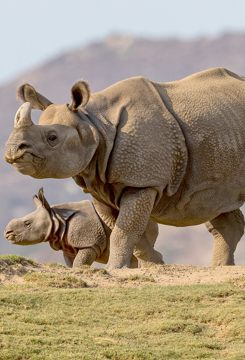 greater one-horned rhinos