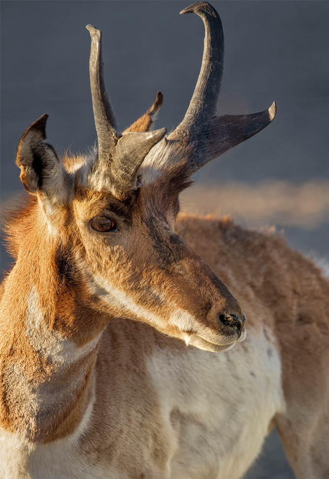 pronghorn on southwest