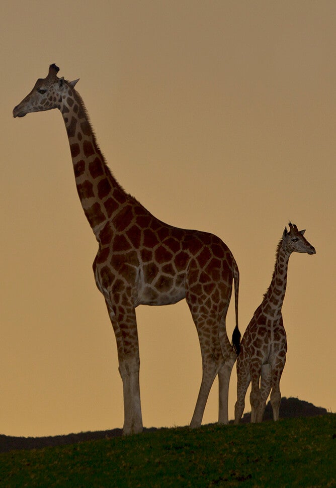 Two giraffes stand on a hill with the twilight sky behind them.