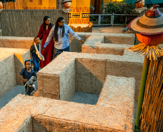 Family walks in a hay maze