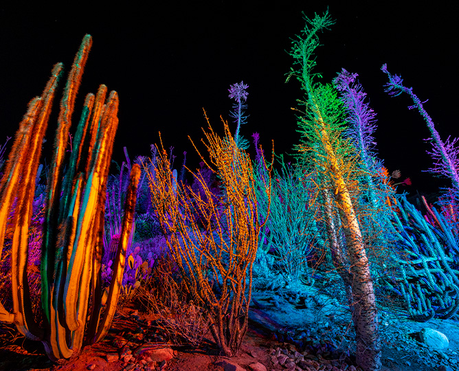 Cactus lit up.