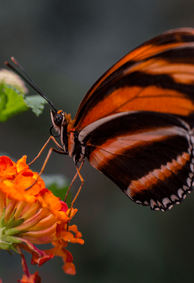 butterfly