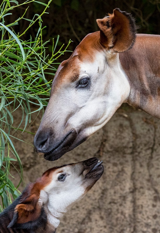 Okapis