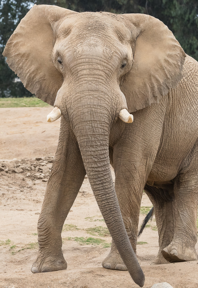 Saving giants like elephants