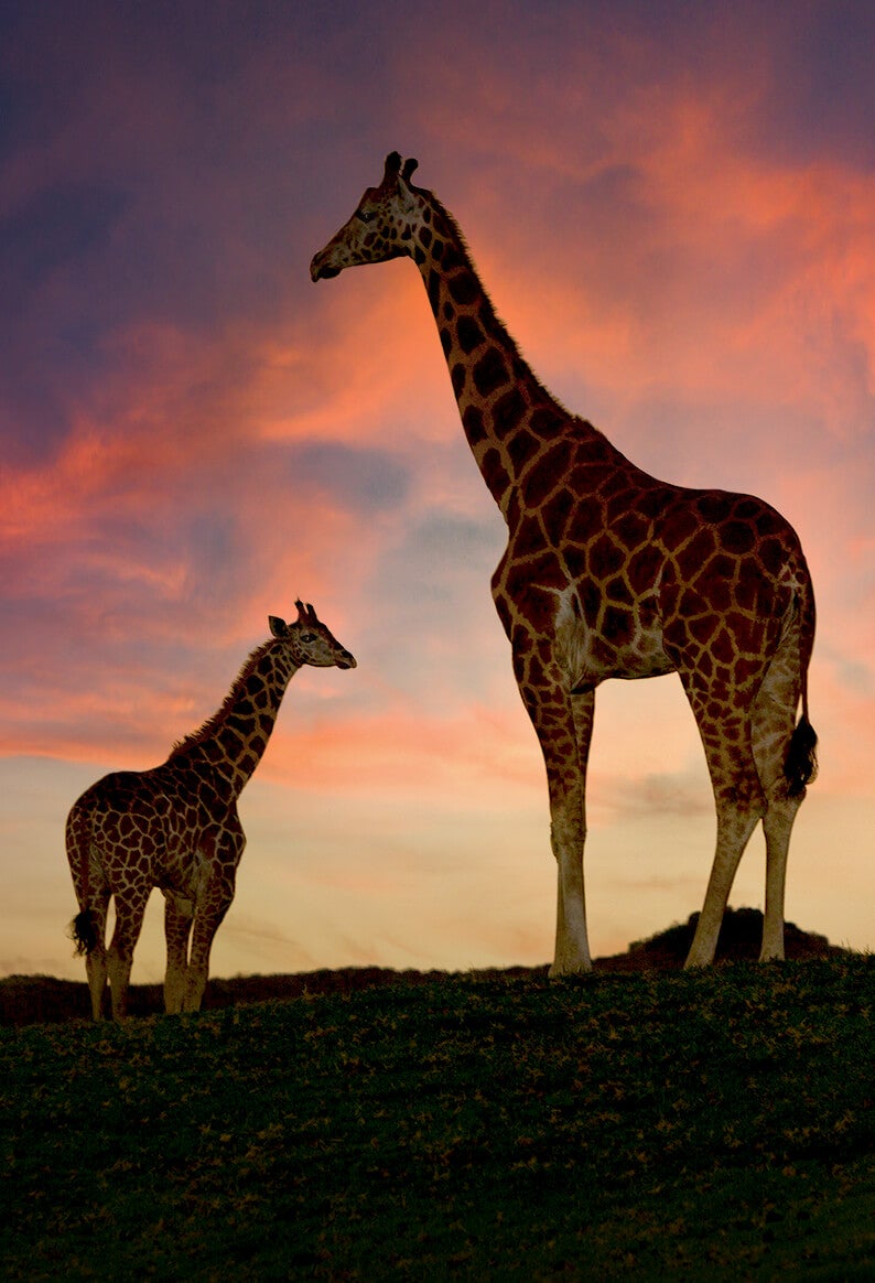 Adult giraffe and calf standing in front of a sunset.
