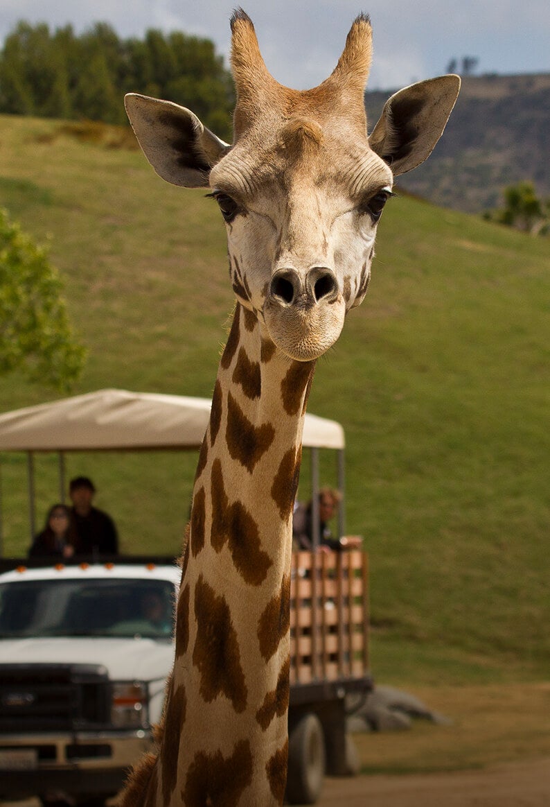 Giraffe standing in front of safari truck.