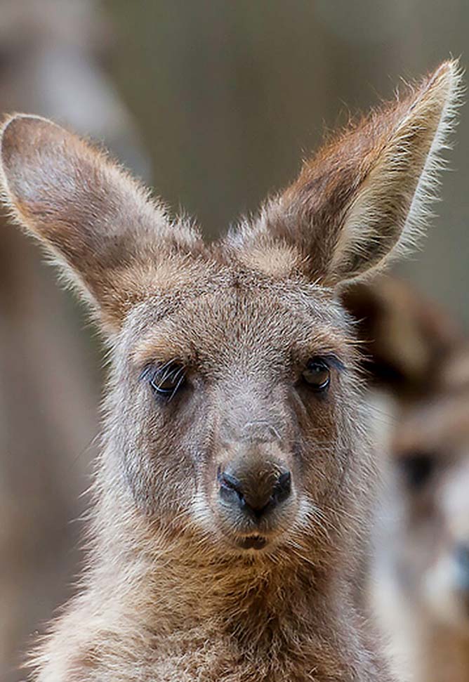 kangaroos and wallabies