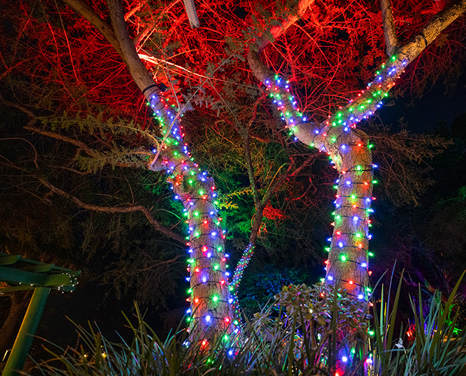 Holiday Lights