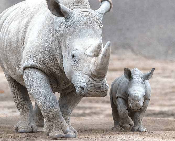 Mother and baby rhino walking. 