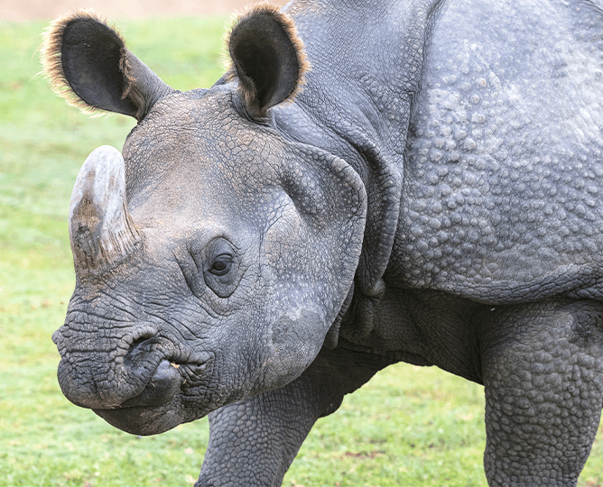 Close up of a rhino lookingat camera