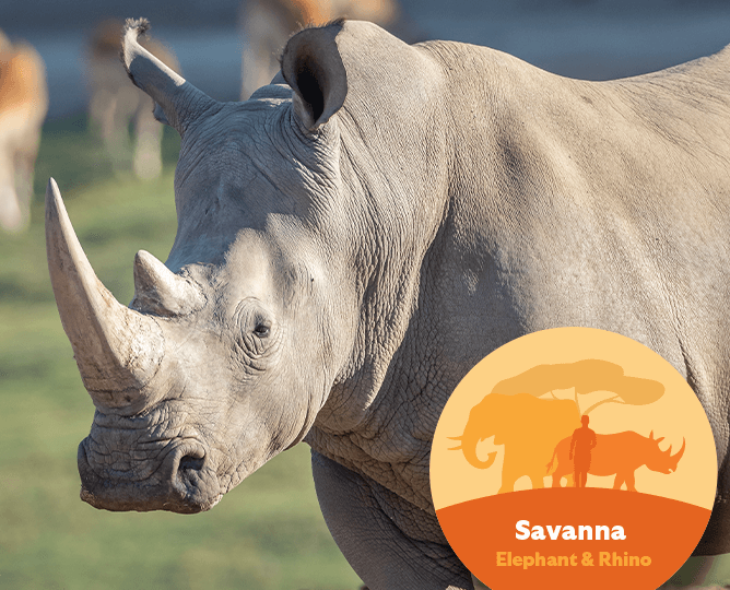 Rhino with SDZWA savanna hub logo
