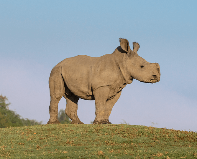 Baby rhino stands at the top of the hill