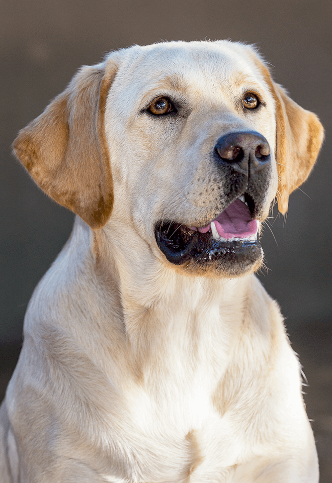 Golden retriever at the Safari Park