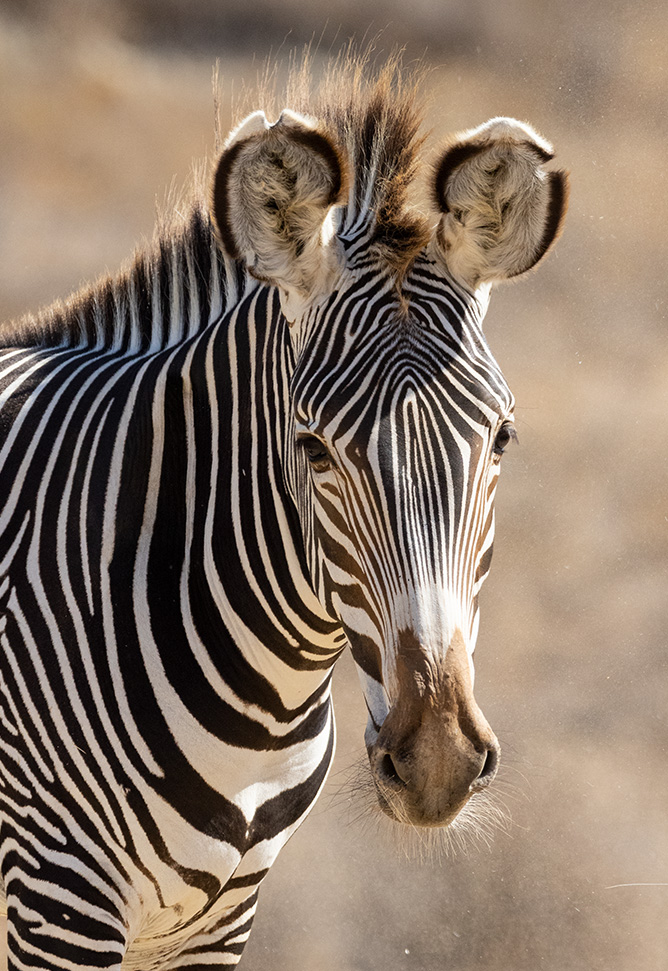 Wildlife Safari | San Diego Zoo Safari Park