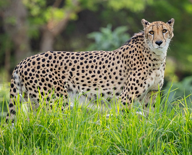 cheetah