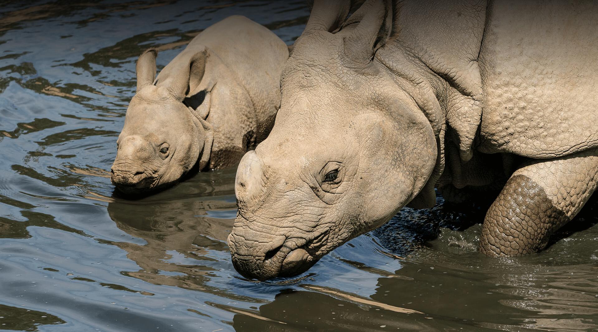 Two rhinos play in the water.