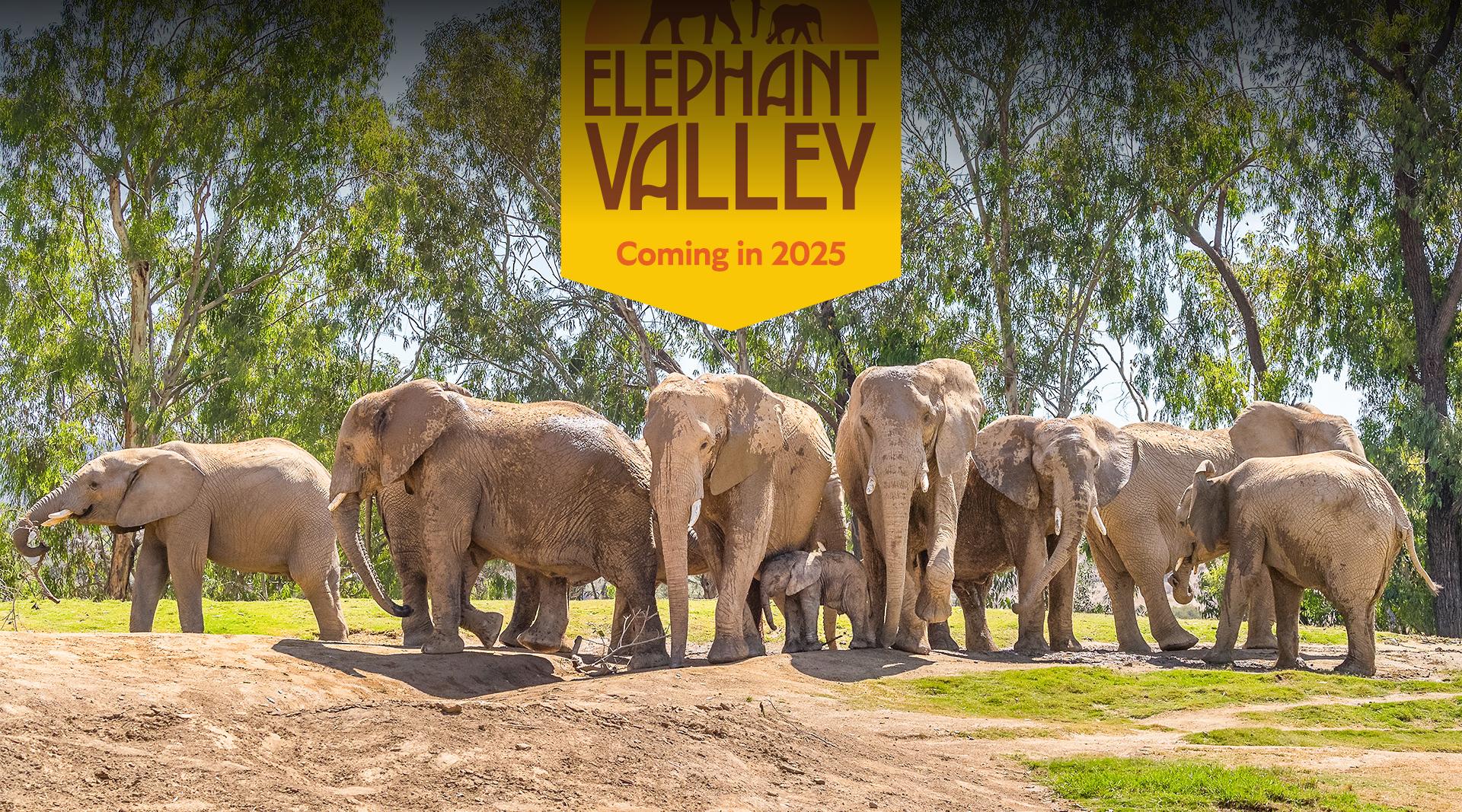 Elephant Valley logo over picture of herd of elephants