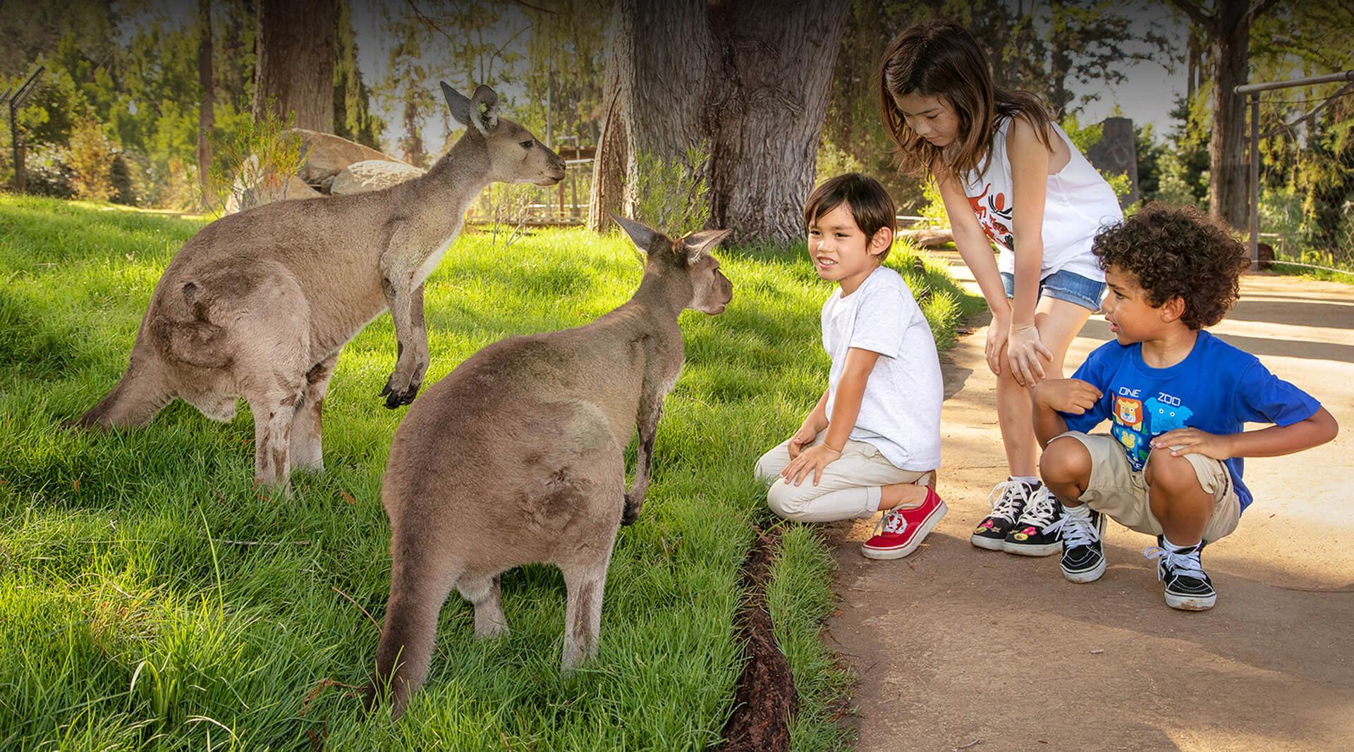 are dogs allowed in san diego zoo