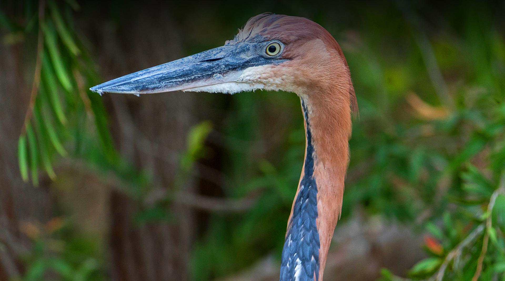 Heron San Diego Zoo Safari Park