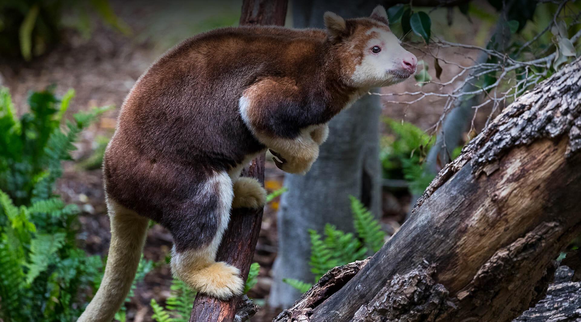 MATSCHIE'S TREE KANGAROO 