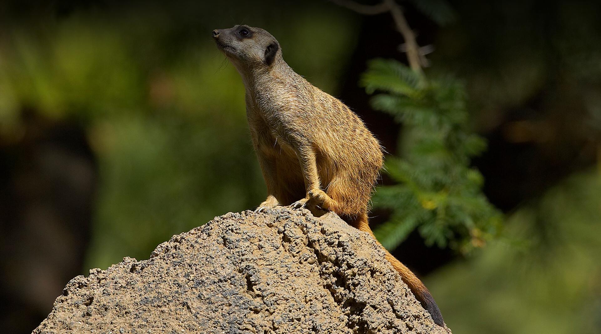 Meerkat | San Diego Zoo Safari Park
