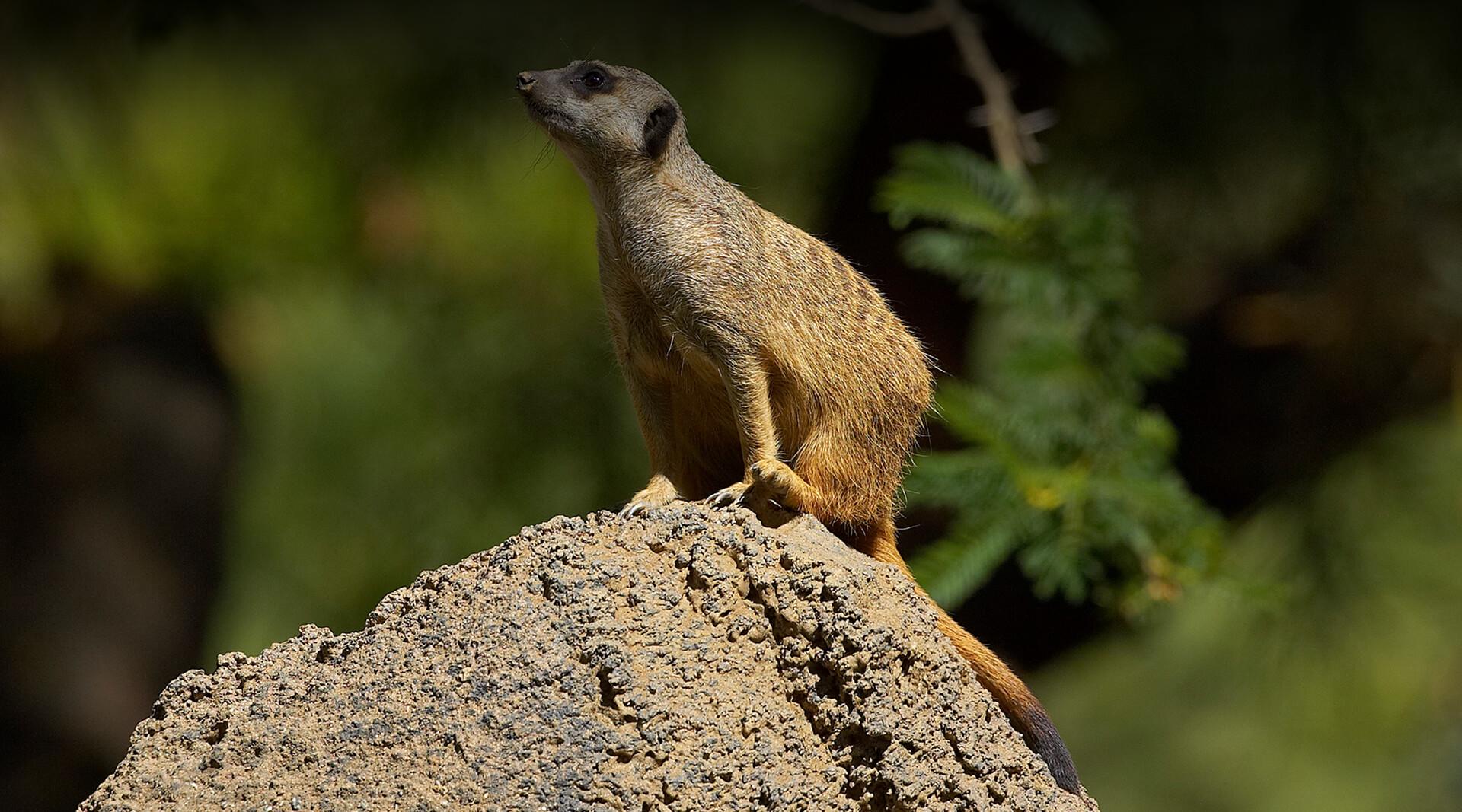 meerkat animal