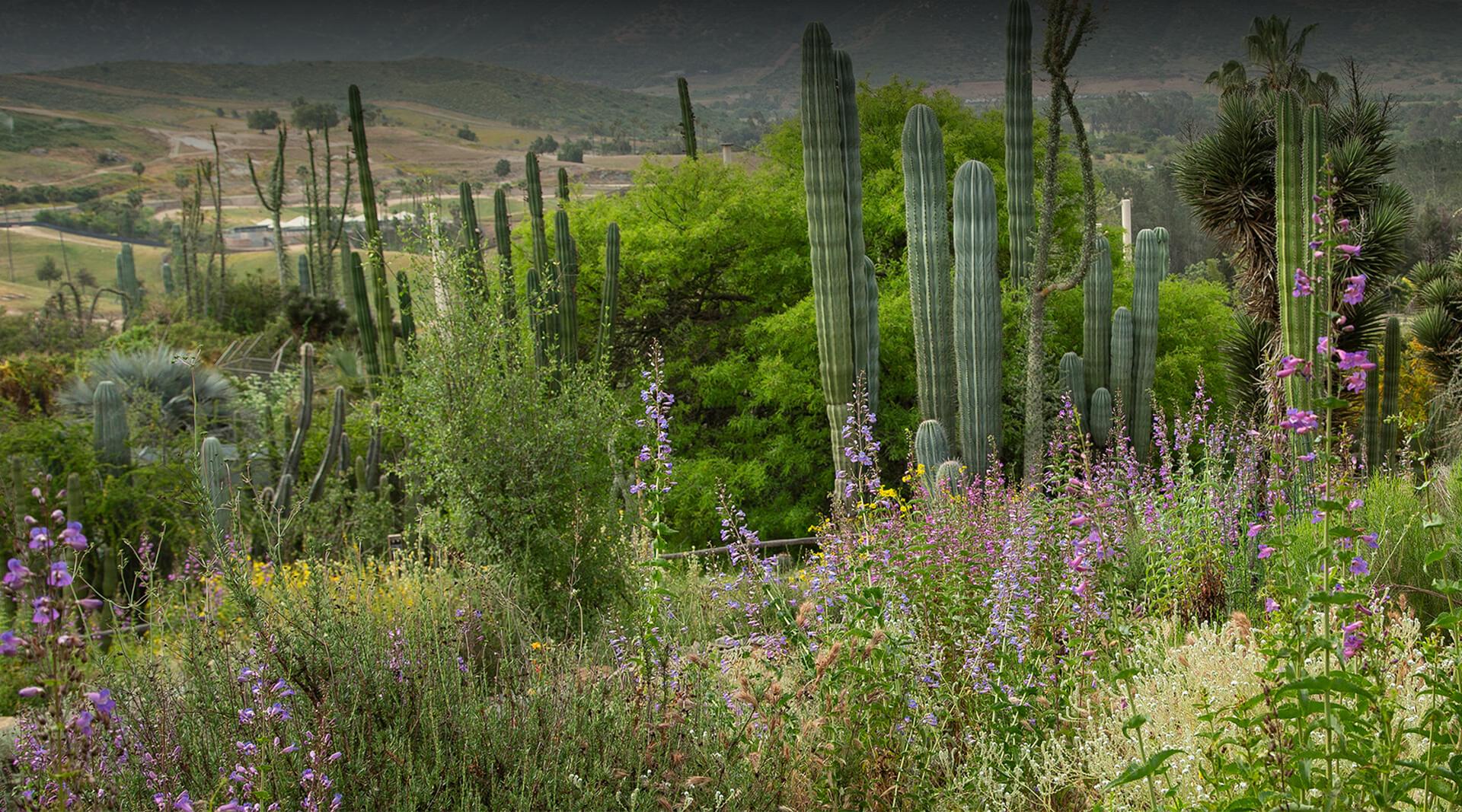 NATIVESCAPES GARDEN