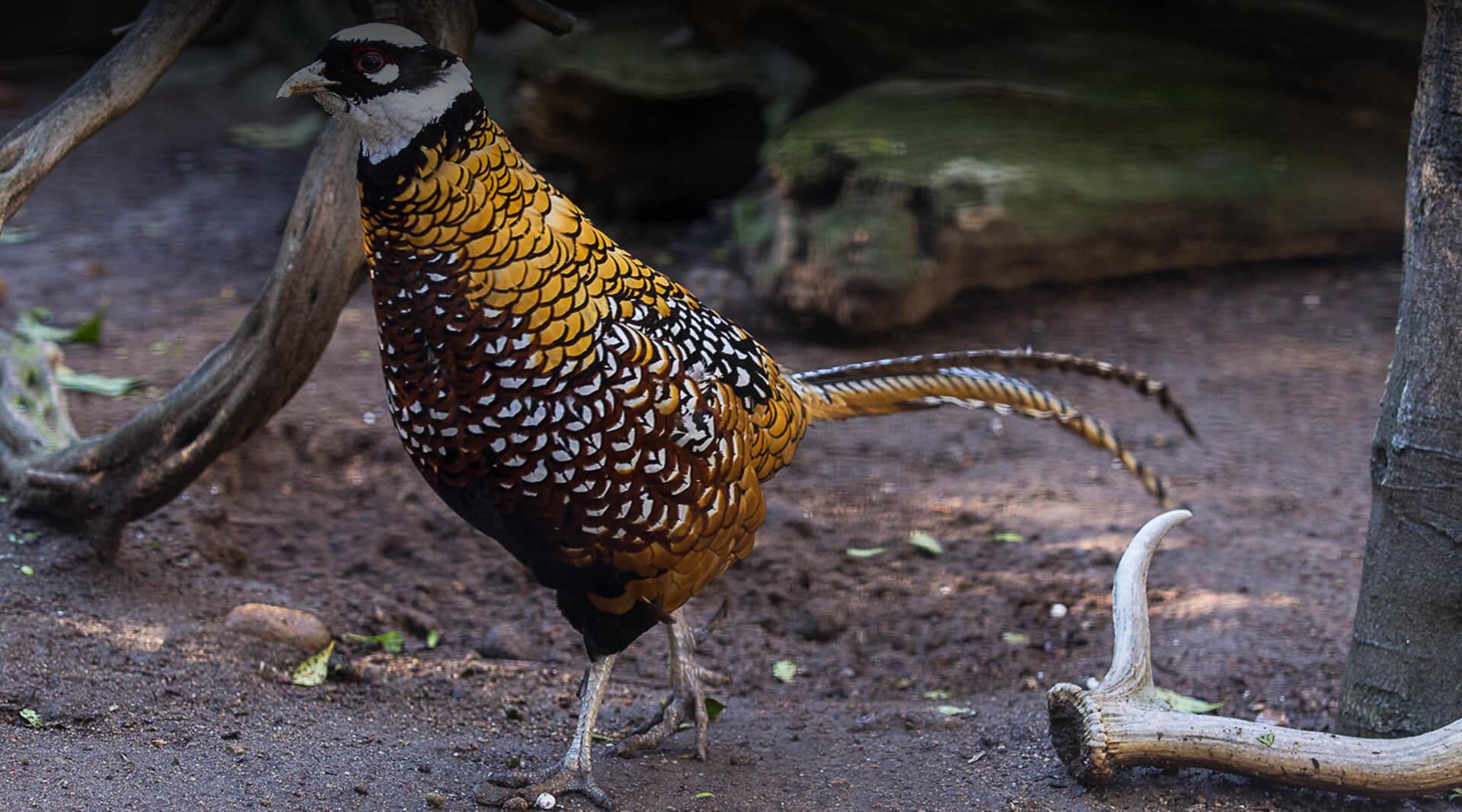 Pheasant | San Diego Zoo Safari Park Pheasant | San Diego Zoo Safari Park