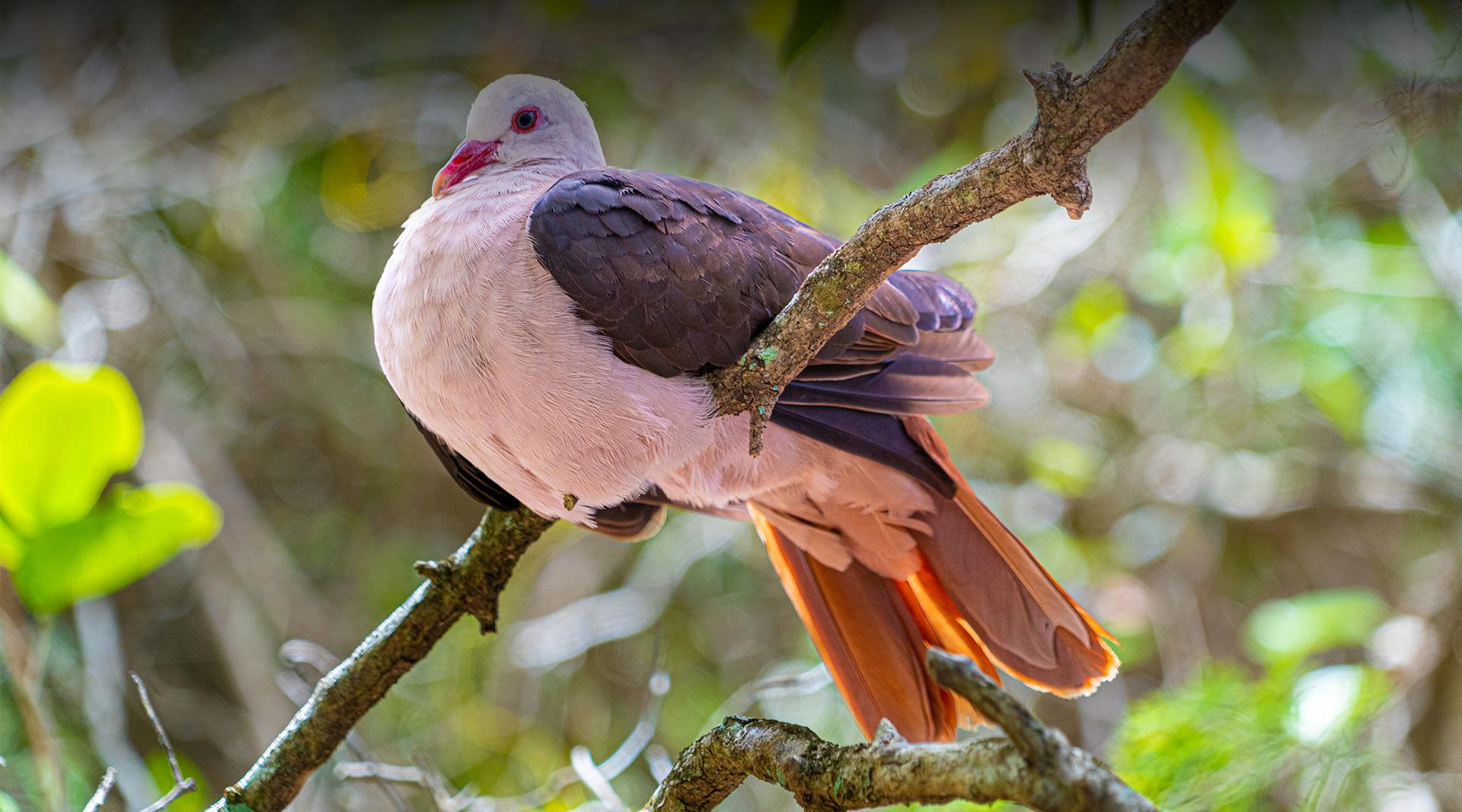 Pink Pigeon  San Diego Zoo Safari Park