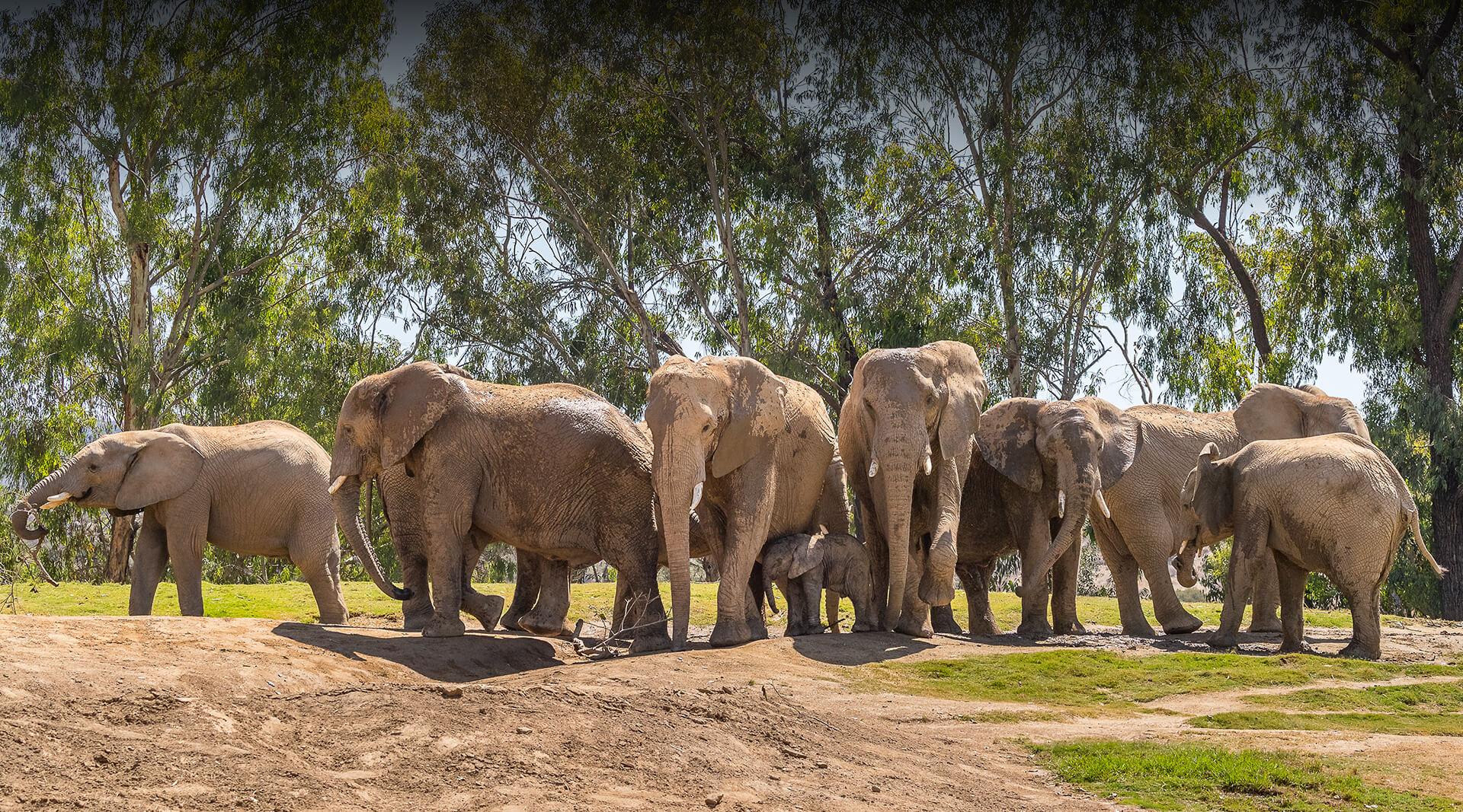 Plan Your Visit | San Diego Zoo Safari Park