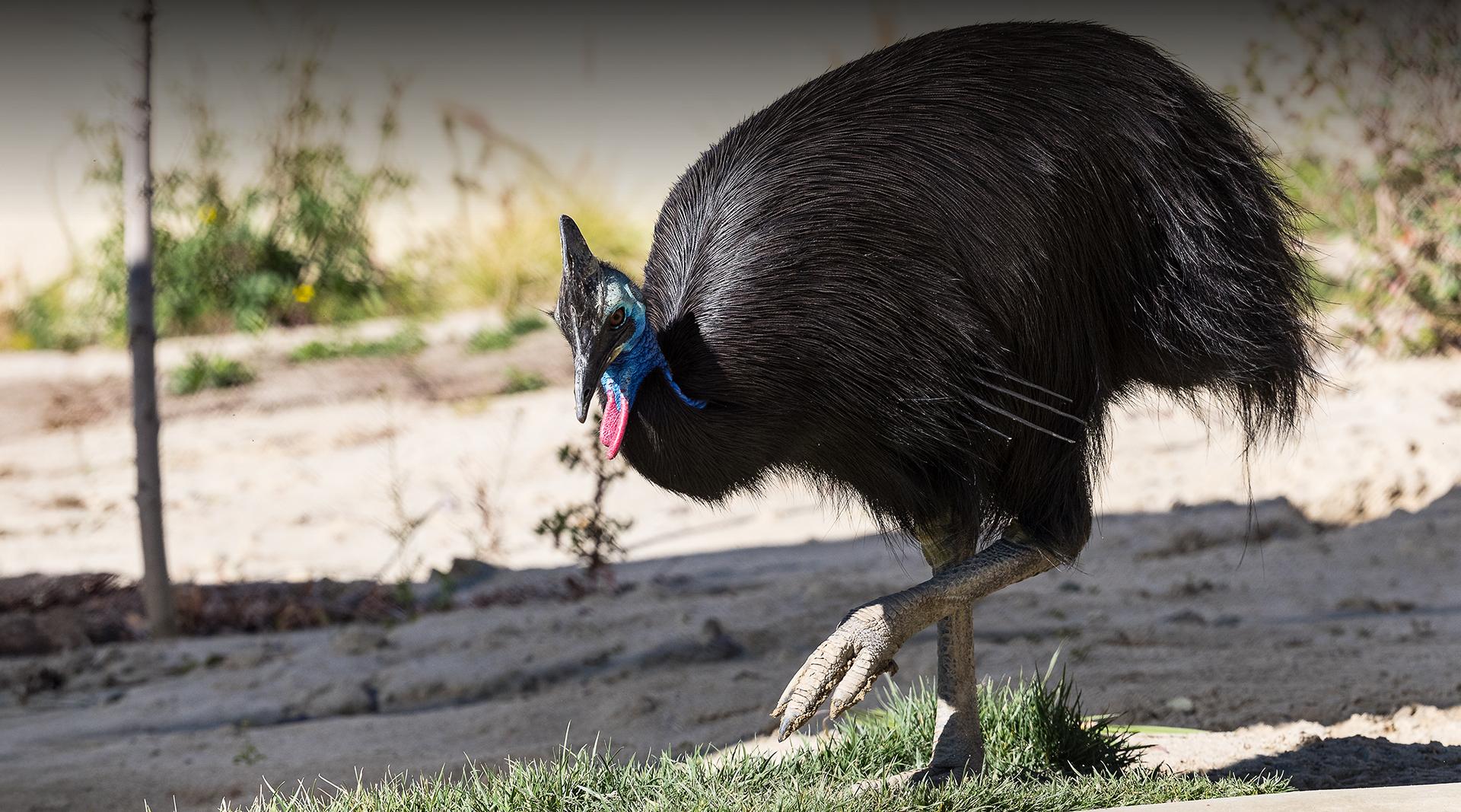 Southern Cassowary