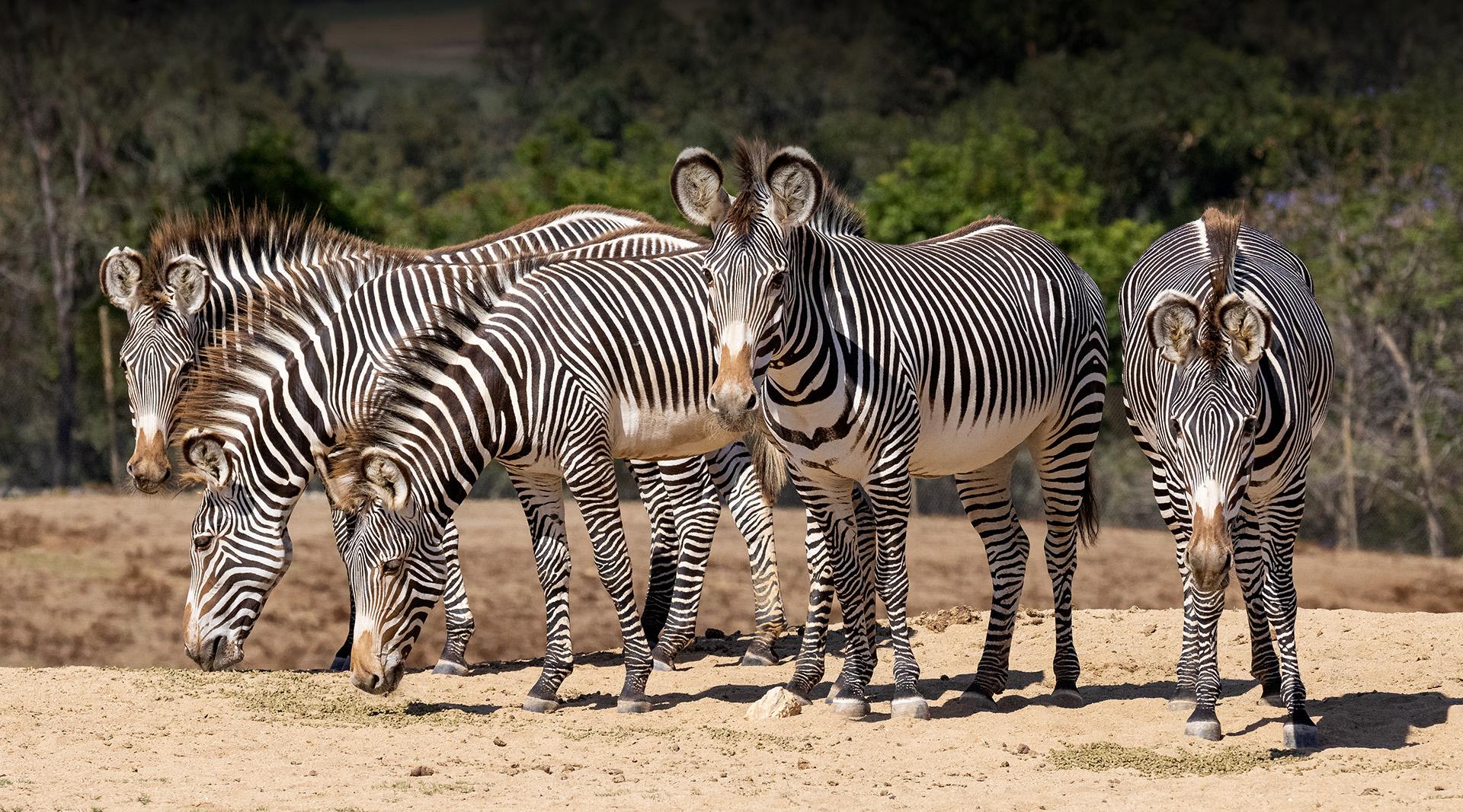 Grevys Zebra Landing Hero