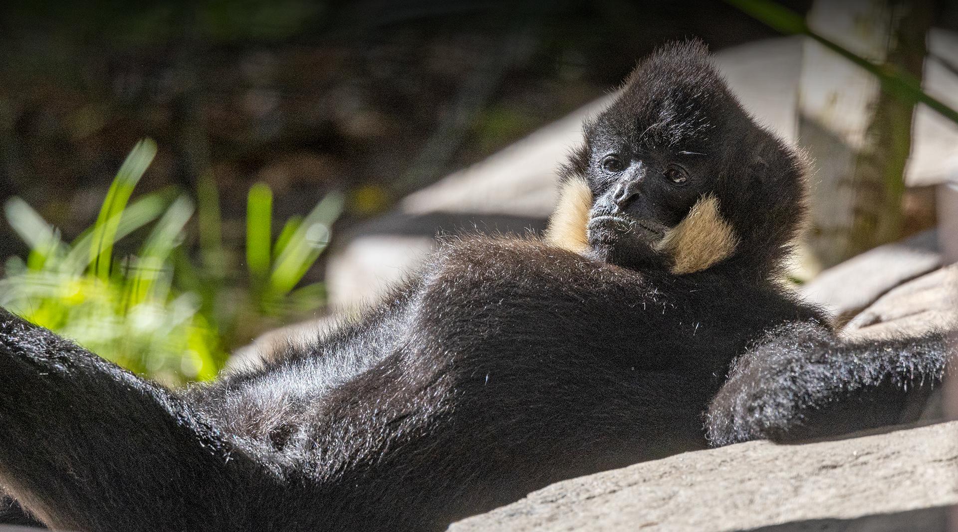 Red-Cheeked Gibbon | San Diego Zoo Safari Park