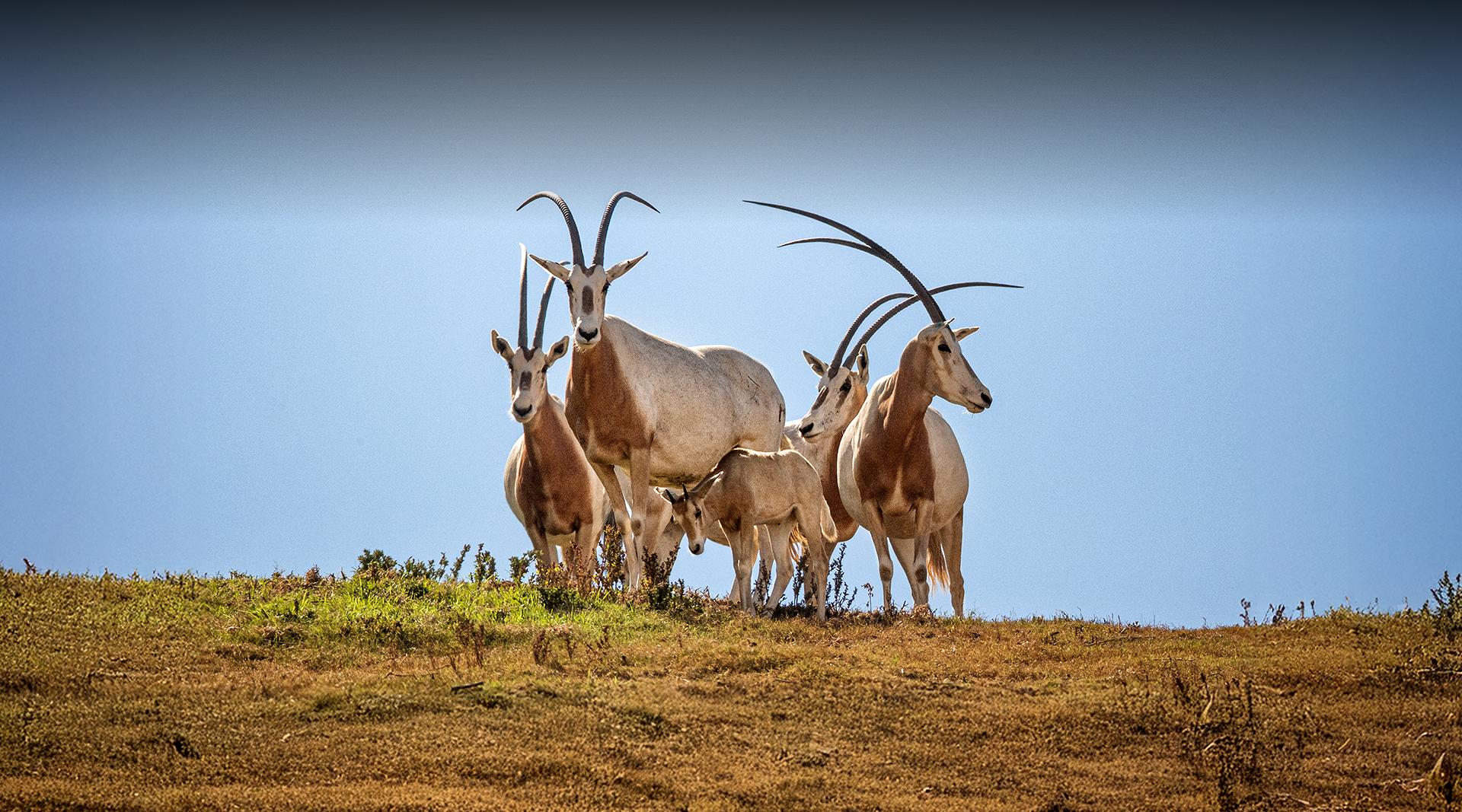 Scimitar-Horned Oryx