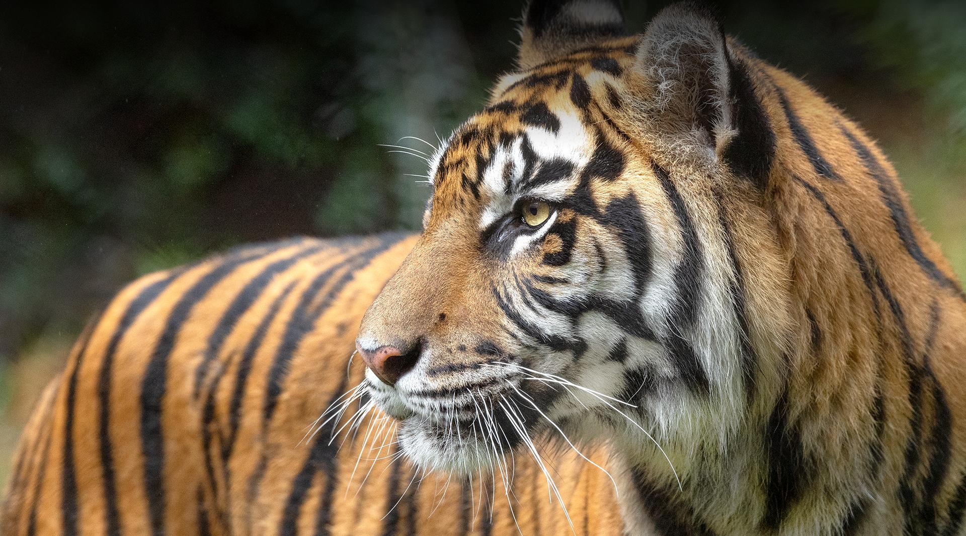 Sumatran Tiger