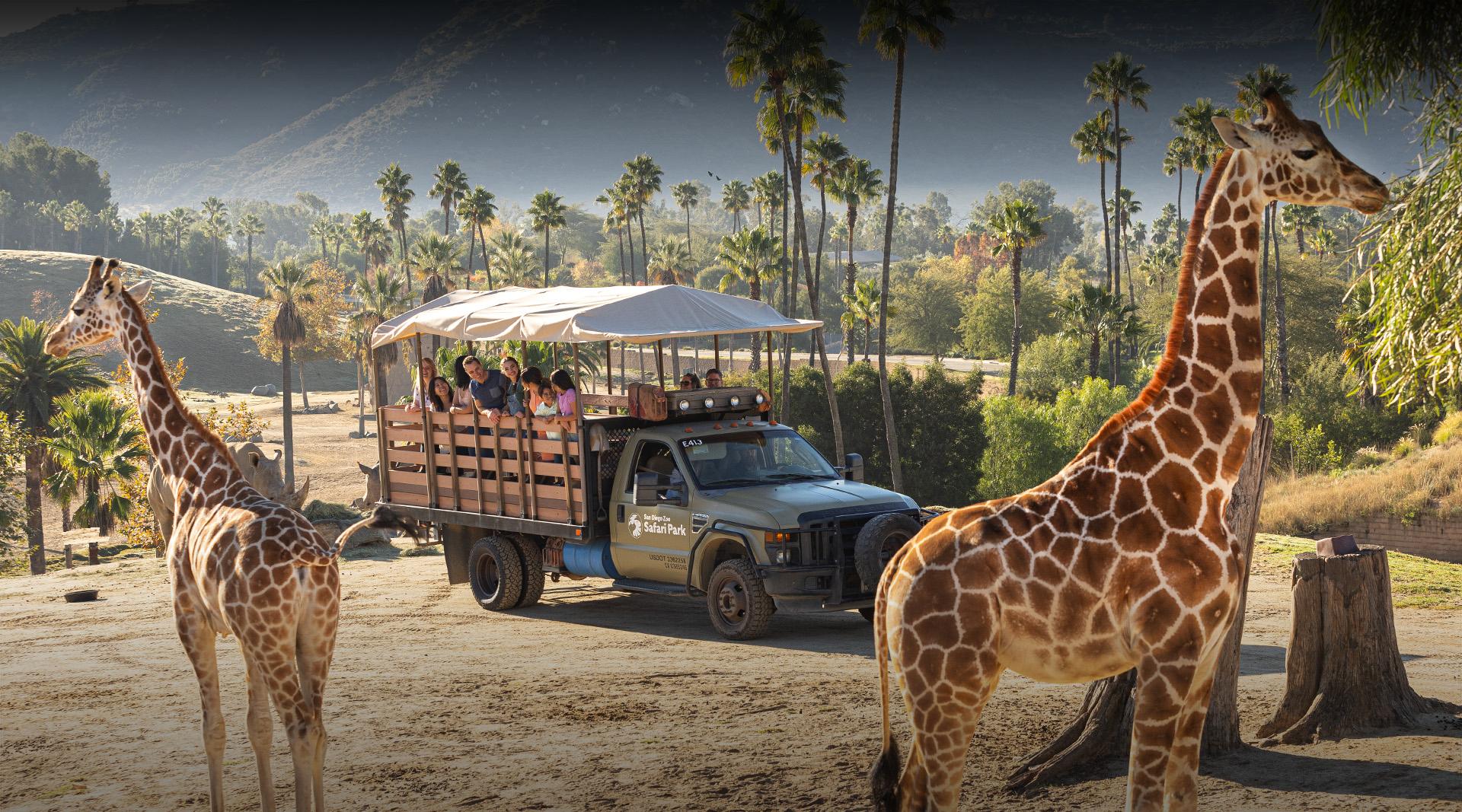 safari truck and giraffes