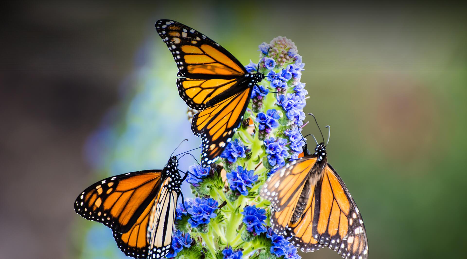 three monarch butterflies on flowers