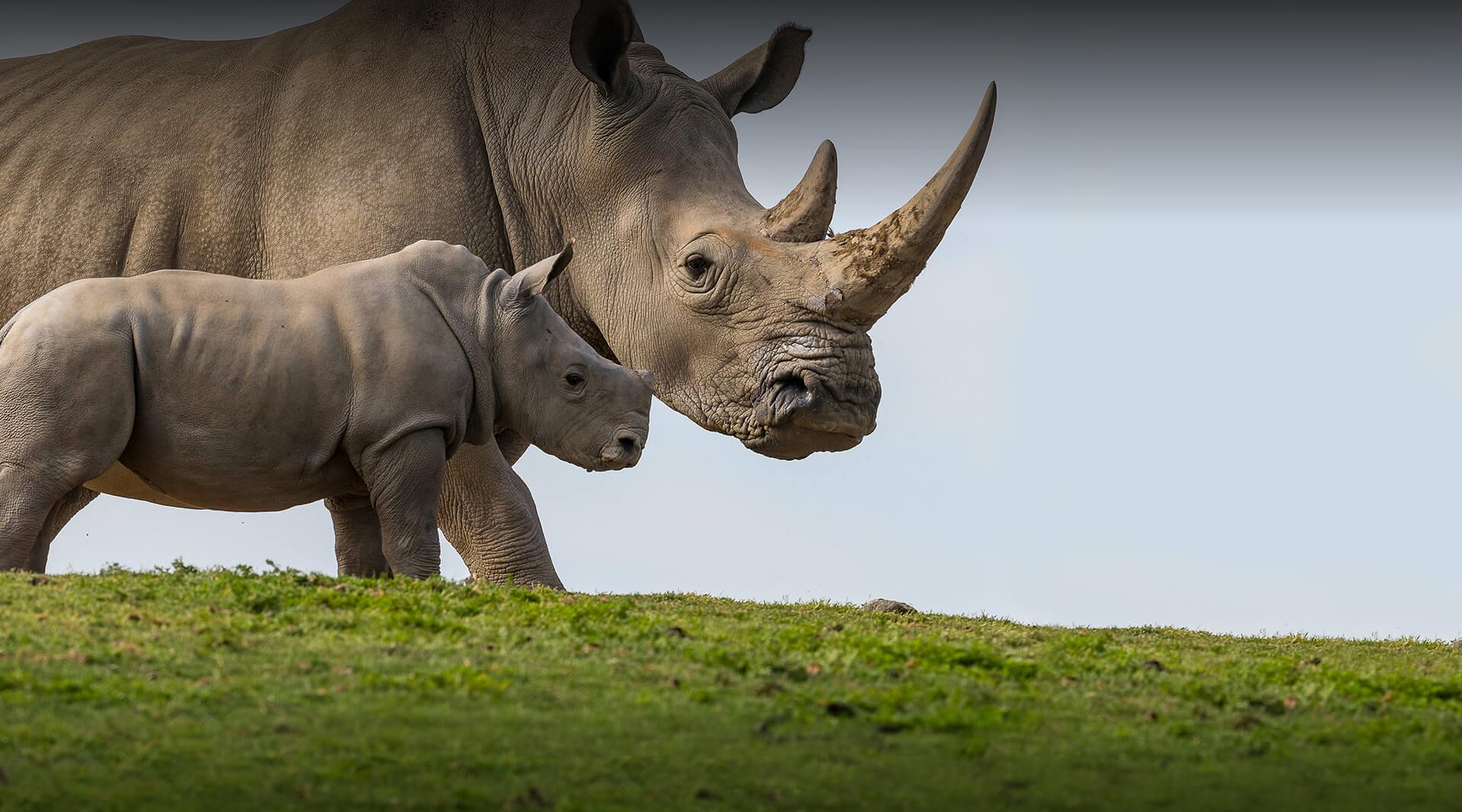 images of rhinos